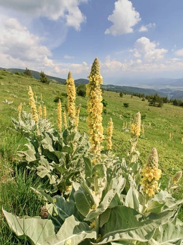 Mullein Leaf